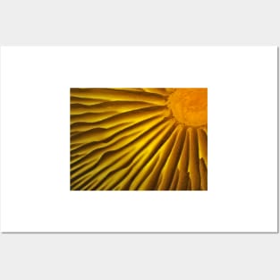 Mushroom gills under the microscope Posters and Art